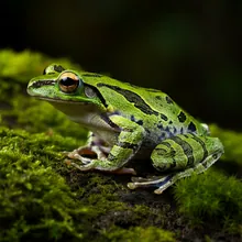 Seychelles Palm Frog, Female