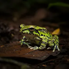Seychelles Palm Frog, Male