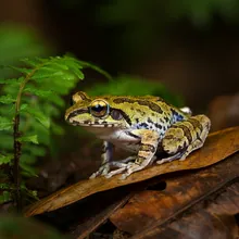 Seychelles Palm Frog, Young