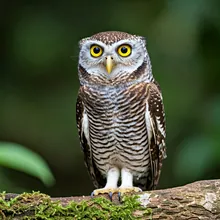 Seychelles Scops-owl, Female