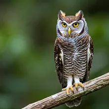 Seychelles Scops-owl, Male
