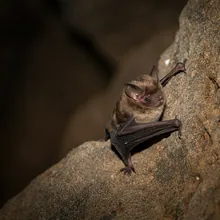 Seychelles Sheath-tailed Bat, Female