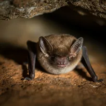 Seychelles Sheath-tailed Bat, Male