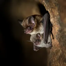 Seychelles Sheath-tailed Bat, Young