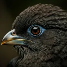 Seychelles Sheathbill, Close up