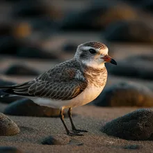 Seychelles Sheathbill, Female