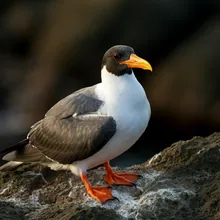 Seychelles Sheathbill, Male