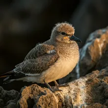 Seychelles Sheathbill, Young