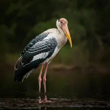 Shoebill Stork, Female
