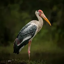 Shoebill Stork, Male