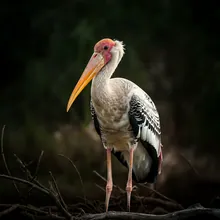 Shoebill Stork, Young