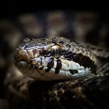 Short-nosed Seasnake, Close up