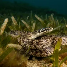 Short-nosed Seasnake, Female