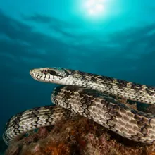 Short-nosed Seasnake, Male