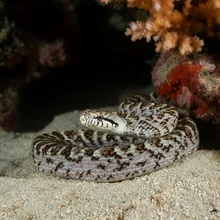 Short-nosed Seasnake, Young