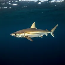 Shortfin Mako Shark, Young