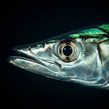 Shortfin Mako, Close up