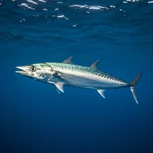 Shortfin Mako, Female