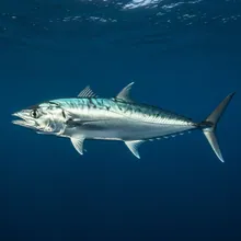 Shortfin Mako, Male