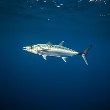 Shortfin Mako, Young