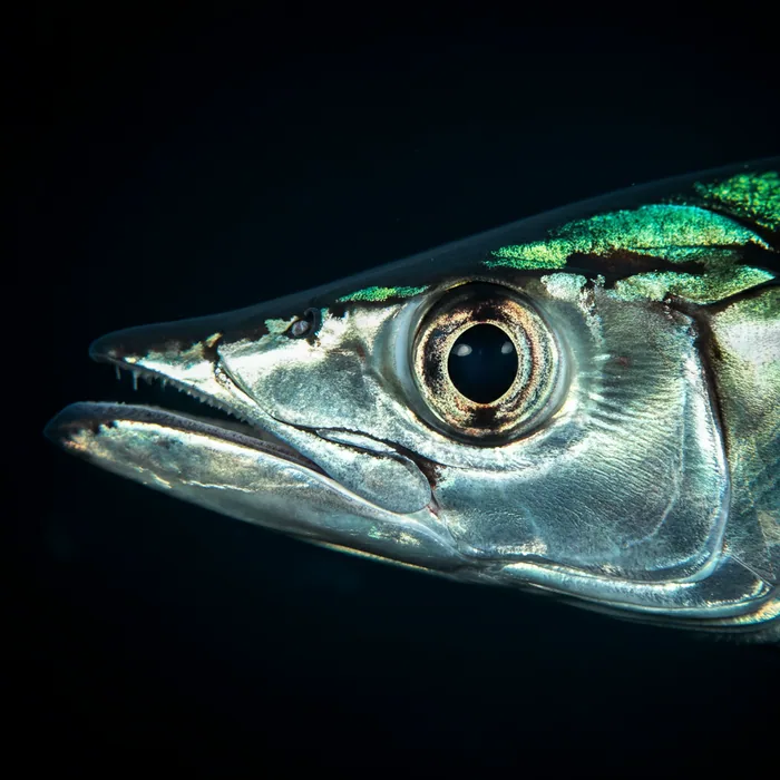 Shortfin Mako