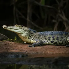 Siamese Crocodile, Female