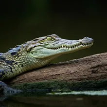 Siamese Crocodile, Young