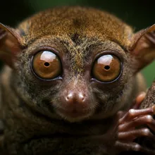 Siau Island Tarsier, Close up