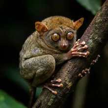 Siau Island Tarsier, Male