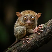 Siau Island Tarsier, Young