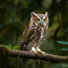Siau Scops-owl, Male
