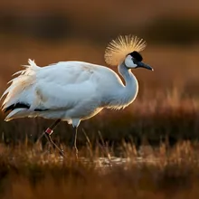 Siberian Crane, Female