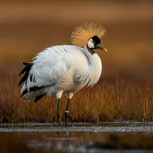 Siberian Crane, Male