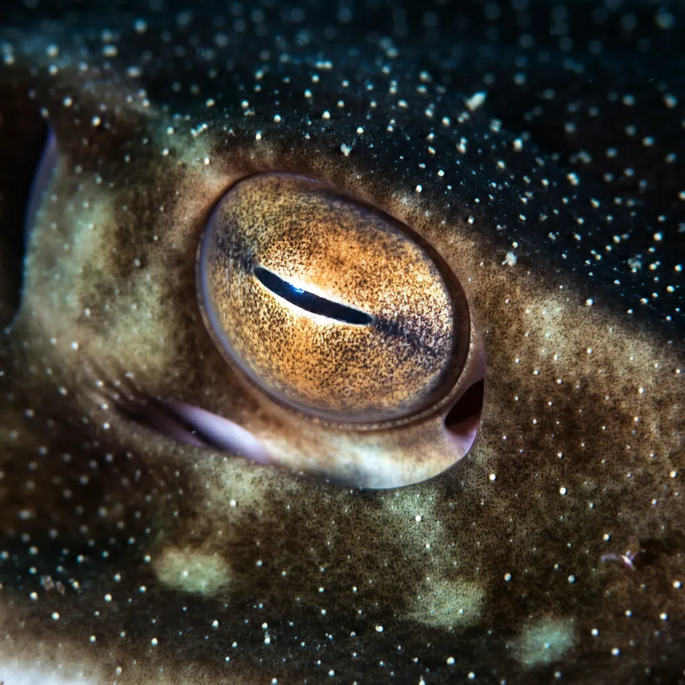 Sicklefin Devil Ray