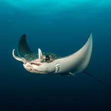 Sicklefin Devil Ray, Female