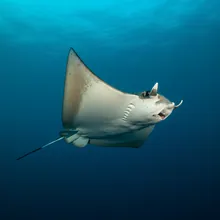 Sicklefin Devil Ray, Male