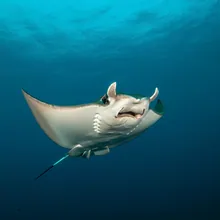 Sicklefin Devil Ray, Young