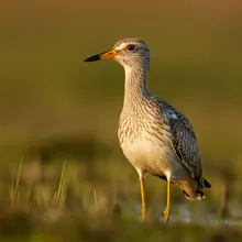 Slender-billed Curlew, Male