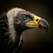 Slender-billed Vulture, Close up
