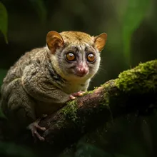 Slender Loris, Female