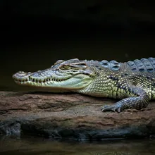 Slender Snouted Crocodile, Female