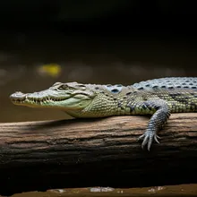 Slender Snouted Crocodile, Male