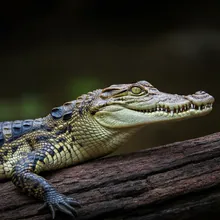 Slender Snouted Crocodile, Young