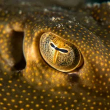 Smalleye Round Ray, Close up