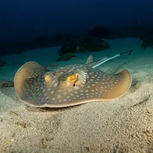 Smalleye Round Ray, Male
