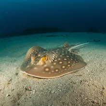 Smalleye Round Ray, Young