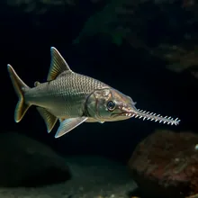 Smalltooth Sawfish, Male