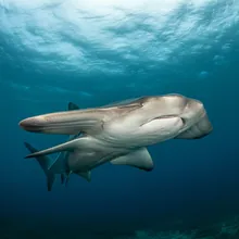 Smooth Hammerhead, Female