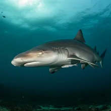 Smooth Hammerhead, Young
