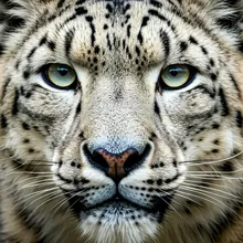 Snow Leopard, Close up